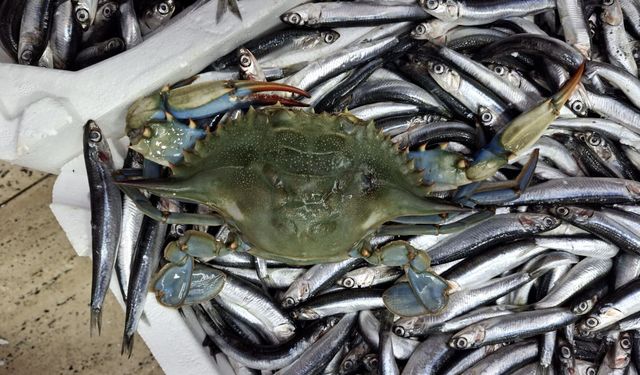 Sinop'ta denize açılan balıkçıların ağına 2 mavi yengeç takıldı