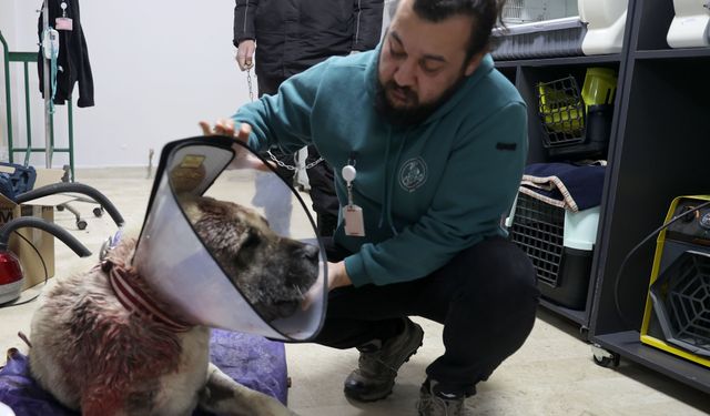 Sivas'ta Kangal köpeğine tümör ameliyatı