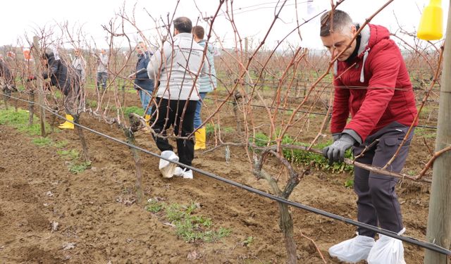 Tekirdağ'da 'Altın Makas Bağ Budama' yarışması düzenlendi