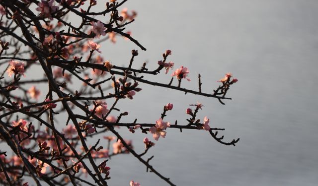 Tekirdağ'da badem ağaçları çiçek açtı