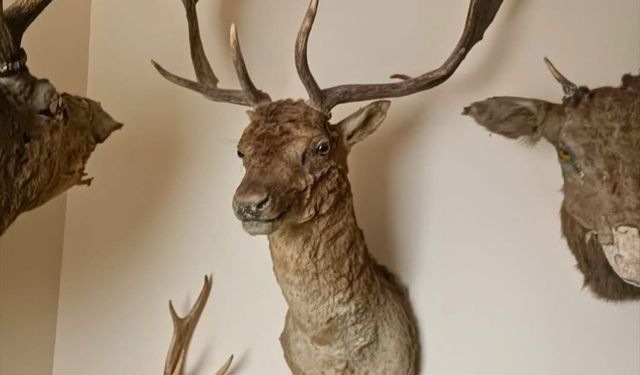 Tekirdağ'da bir evde tahnit ve trofelerden oluşan 40 parça ele geçirildi