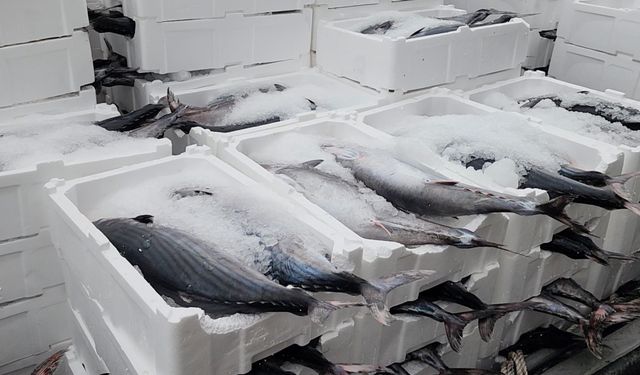 Tekirdağlı balıkçıların yüzünü torik bolluğu güldürüyor