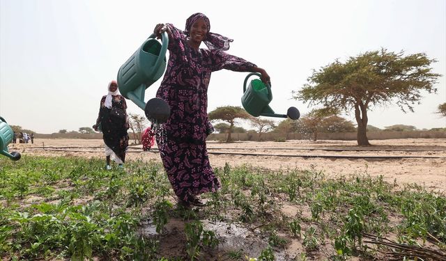 TİKA, Senegal'de 5 kadın kooperatifi için 3 hektarlık alanda sebze meyve bahçesi kurdu