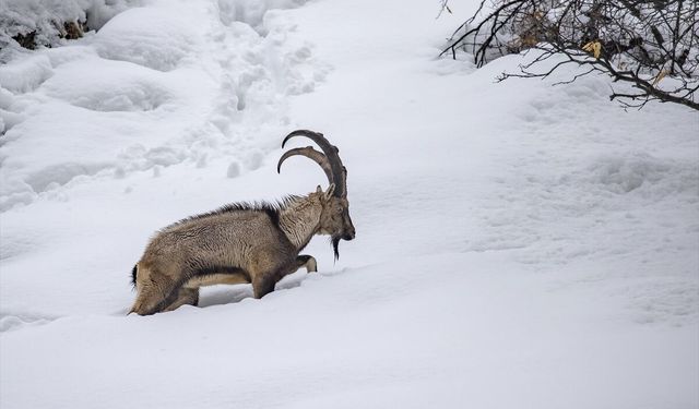Tunceli'de kar ve soğuk hava yaban hayvanlarının yiyecek bulmasını zorlaştırıyor