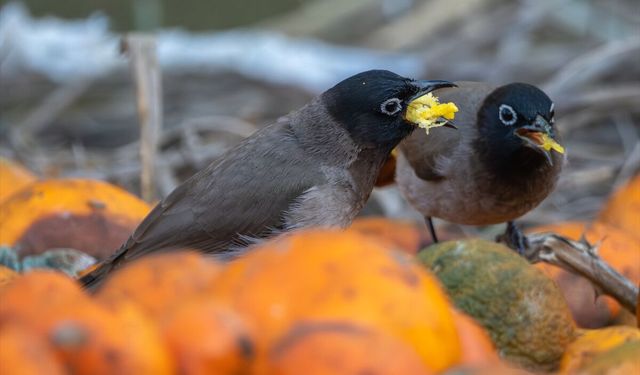 Adana'da ağaçlardan düşen narenciyelerle beslenen Arap bülbülleri görüntülendi