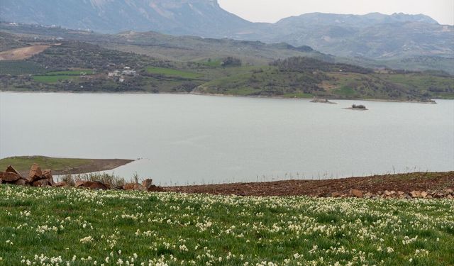 Adıyaman'da 'baharın habercisi' nergisler çiçek açtı