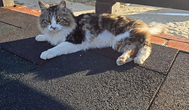 Alanya'da çıktığı tel örgülerde mahsur kalan kedi kurtarıldı