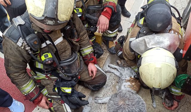 Ankara'da yangından etkilenen kediler kalp masajı ve oksijenle hayata döndürüldü