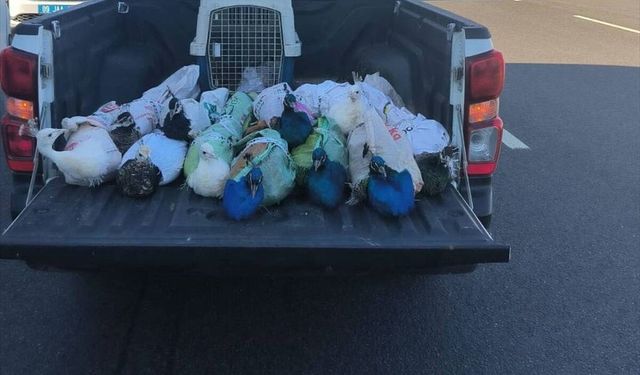 Aydın'da yolcu otobüsünde 12 tavus kuşu ele geçirildi