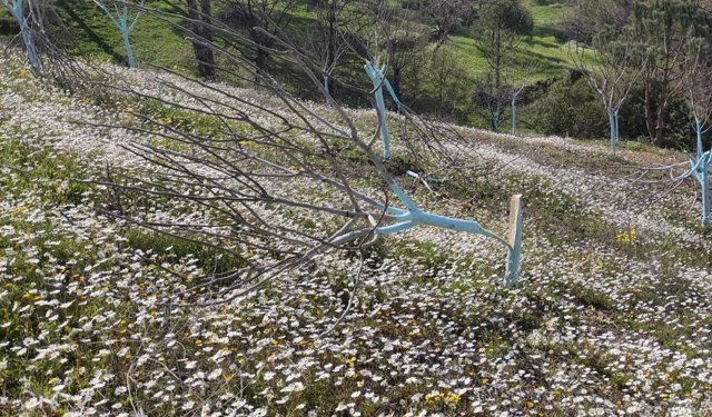 Aydın'da zeytin ve incir ağaçları tahrip edildi