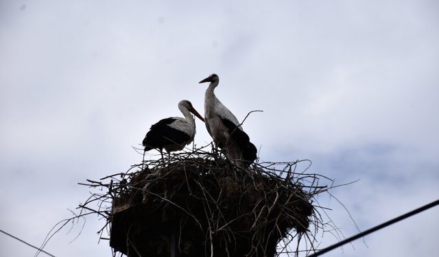 'Baharın habercisi' leylekler Sinop'taki Cuma Ovası'na gelmeye başladı