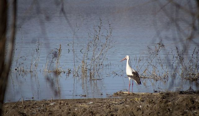'Baharın müjdecisi' leylekler Karakaya Barajı etrafındaki yuvalarına dönmeye başladı