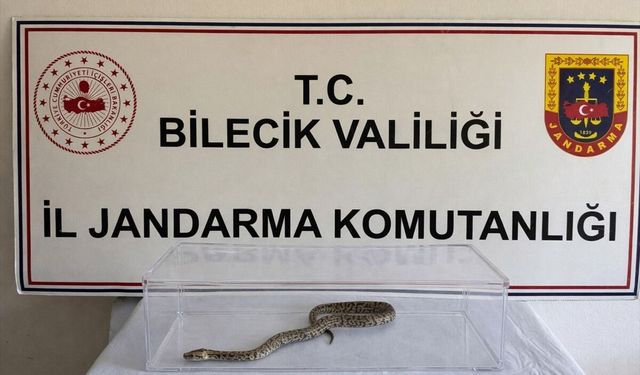 Bilecik'te bir evde nesli tehlike altında bulunan piton ele geçirildi
