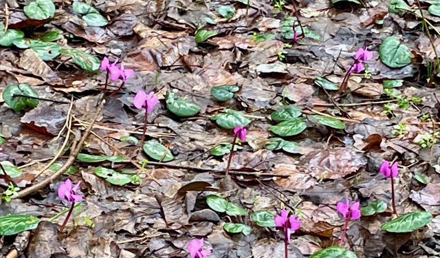 Bolu'da kış ve ilkbahar bir arada yaşanıyor
