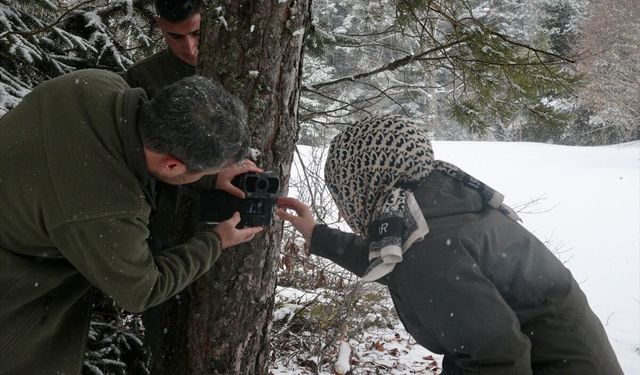 Bolu'da yaban hayvanları için doğaya yem bırakıldı