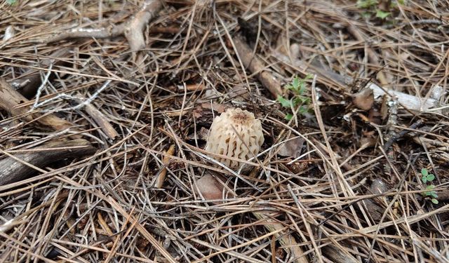 Burdur'da kuzugöbeği mantarı sezonu başladı
