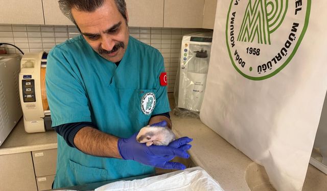 Burhaniye'de bulunan porsuk yavrusu koruma altına alındı