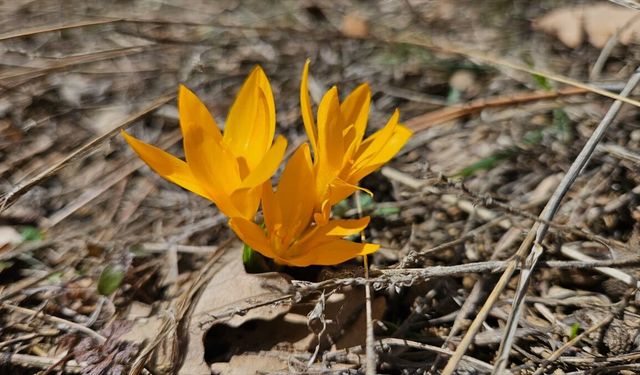 Çankırı'da baharın müjdecisi çiğdemler çiçek açtı