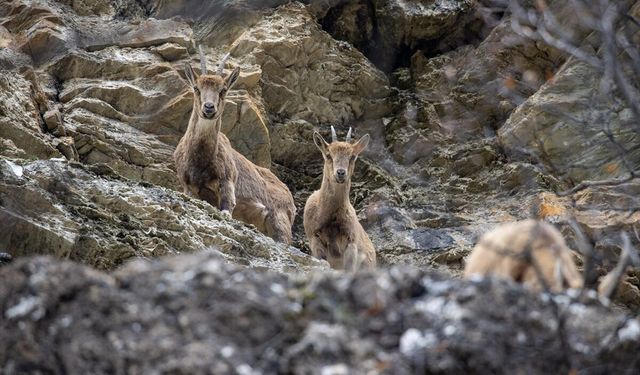 Dağ ve ormanlarla kaplı Munzur Vadisi birçok yaban hayvanına ev sahipliği yapıyor