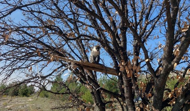 Denizli'de ağaçta yakalanan maymun koruma altına alındı