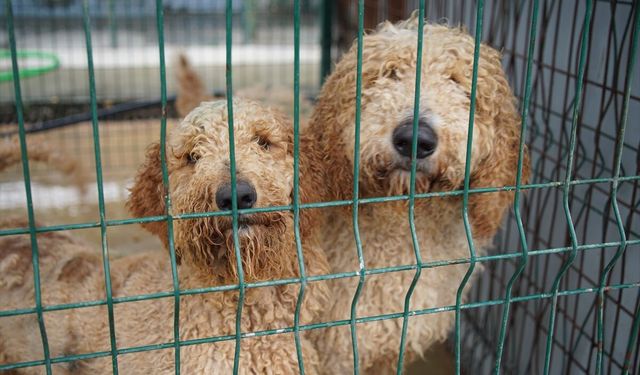 Edirne'de el konulan cins köpekler sahiplendirilecek