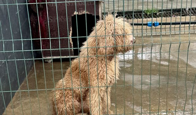 Edirne'de yasa dışı köpek üretimi yapan çiftlik sahibine 2 milyon 144 bin lira ceza