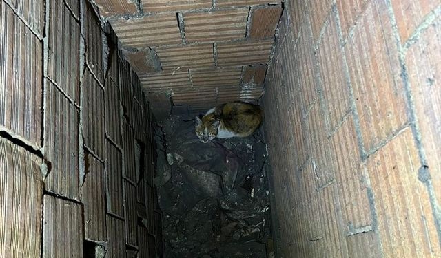 Erzincan'da havalandırma boşluğuna düşen kediyi itfaiye kurtardı