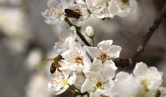 Gediz Ovası'ndaki meyve ağaçları çiçek açtı