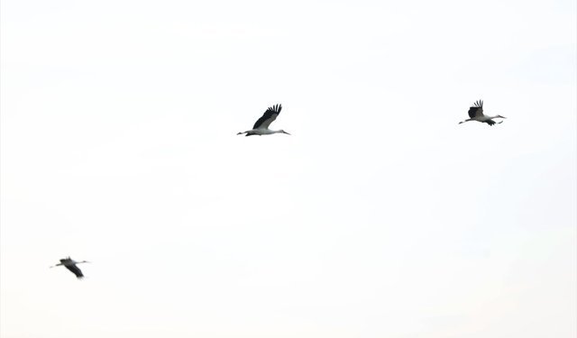 Göç yolundaki leylekler Kırklareli'nde mola verdi