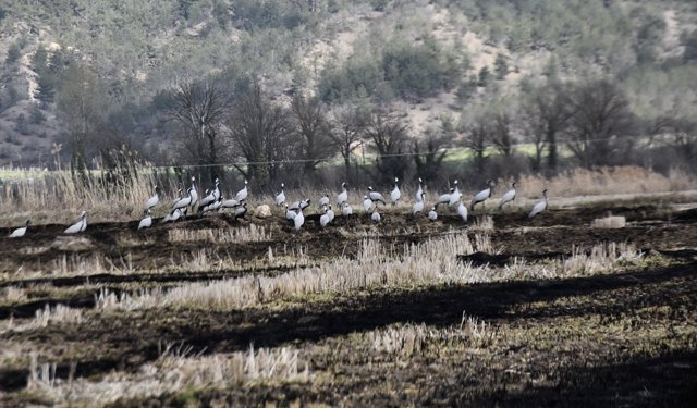Göç yolundaki turnalar Sinop'taki Cuma Ovası'nda görüntülendi