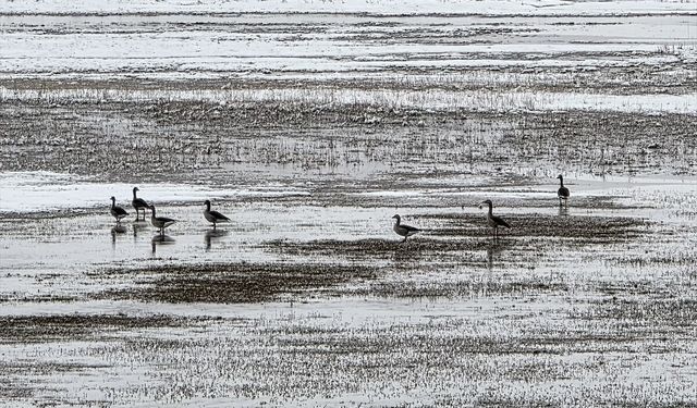 Hafik Gölü kenarında turna ve yaban kazlarının karda yiyecek arayışı görüntülendi