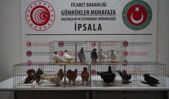 İpsala Sınır Kapısı'nda minibüste aralarında alpakaların da olduğu cins hayvanlar ele geçirildi