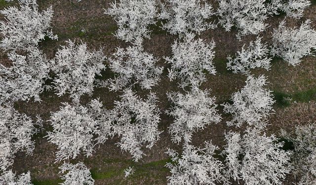 Isparta'da çiçek açan meyve ağaçları havadan görüntülendi