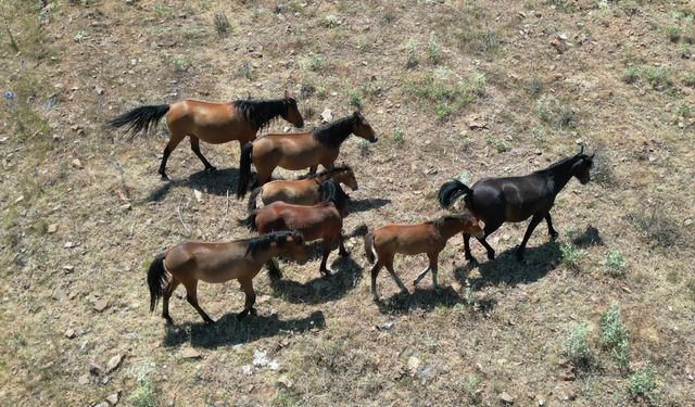 Isparta'da yılkı atları dronla görüntülendi