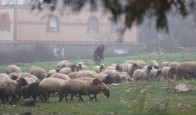 İsrail'in, Suriye'nin güneyindeki ihlalleri bölgede tarım ve hayvancılığı vurdu