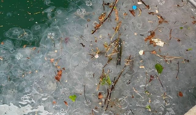 İstanbul'da yağışın ardından Beşiktaş Sahili'nde denizanası ve atık yoğunluğu gözlendi