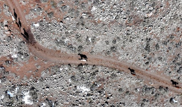 Karacadağ'da yılkı atları dronla görüntülendi