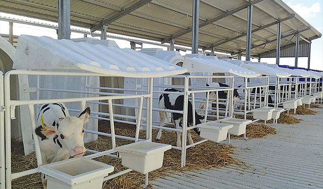 Karmod Polonya'ya buzağı kulübeleri ihraç etti