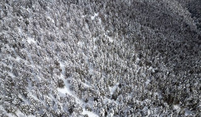 Kars'ta beyaza bürünen sarıçam ormanları dronla görüntülendi