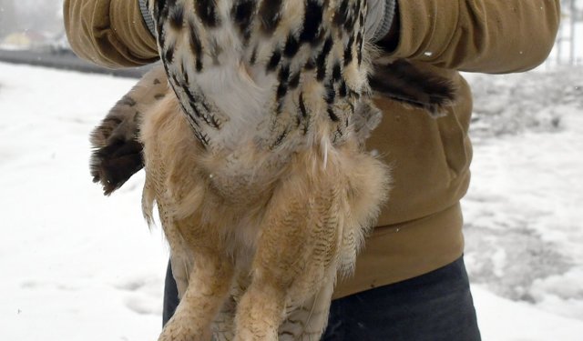 Kars'ta bitkin halde bulunan kulaklı orman baykuşu tedavi altına alındı
