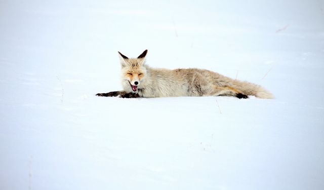 Kars'ta kızıl tilkiler avlanırken görüntülendi