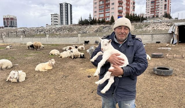 Kayseri'de yabani hayvanların saldırısına uğrayan keçilerden 6'sı telef oldu, 5'i kayboldu