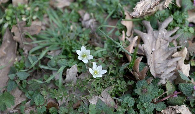 Kırklareli'nde bahar renkleri Istranca ormanlarını süsledi