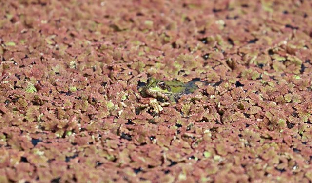 Kızılırmak Deltası Kuş Cenneti baharın gelişiyle hareketlenmeye başladı