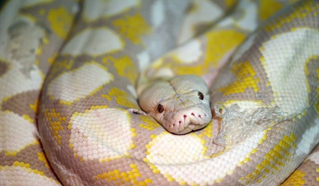 Konya'daki merkezde albino pitonlara özel şartlarda bakılıyor