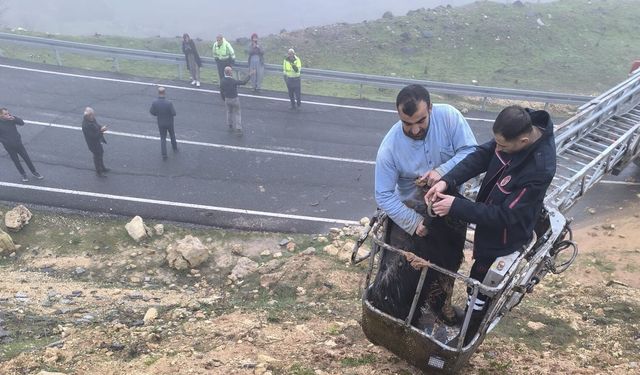 Mardin'de çamura saplanan 2 keçiyi itfaiye kurtardı