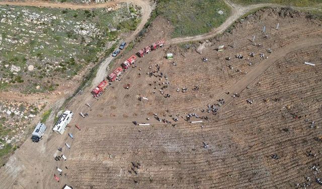 Muğla'da Turnalı sahilindeki yanan ormanlık alan yeniden yeşillendiriliyor