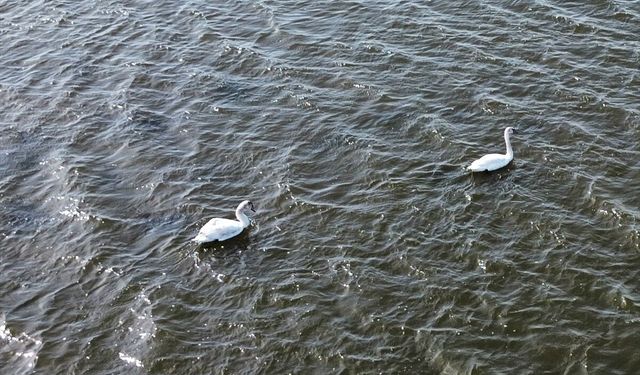 Samsun Kızılırmak Deltası'nda kuşların kuluçka dönemi başladı