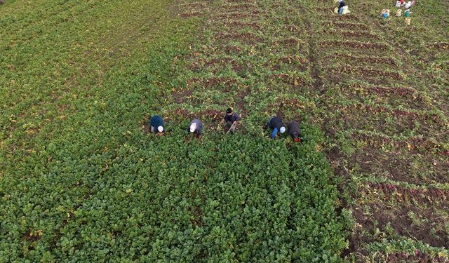 Samsun'un Alaçam ilçesinde 'Bedeş turpu'nun hasadı sürüyor