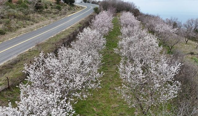 Tekirdağ'da Ganos etekleri çiçeklenen badem ağaçlarıyla renklendi